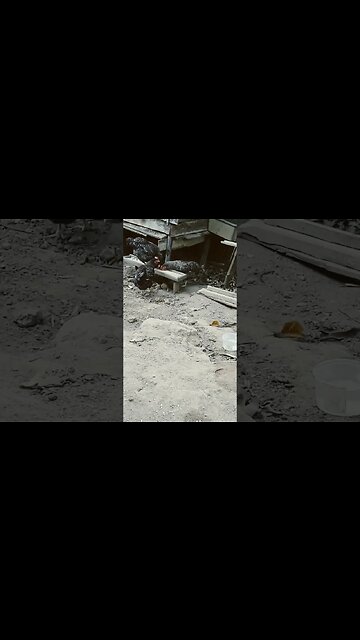 Galinha e galinha juntos em busca de comida diversão