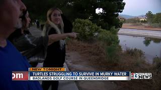 Queensridge residents concerned about turtles