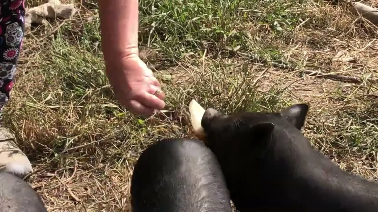 Piggies love the pears