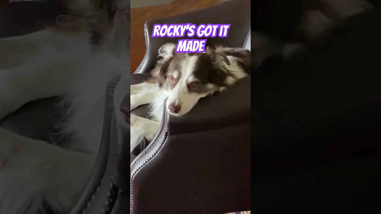 #shorts #dogs #doggos