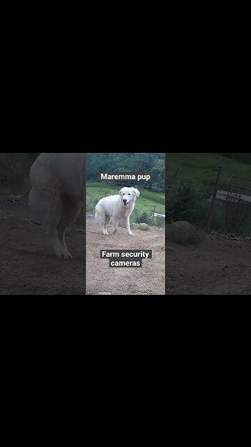 Farm surveillance of maremma