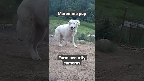 Farm surveillance of maremma