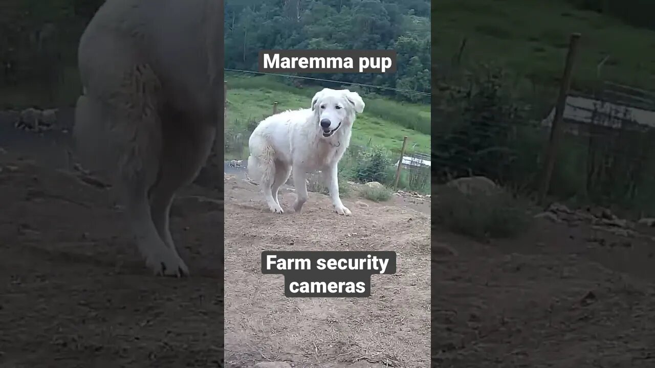 Farm surveillance of maremma