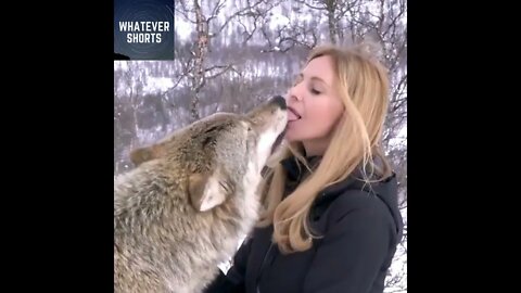 Wild wolves are very intimate #shorts #wildlife #animals #wolf