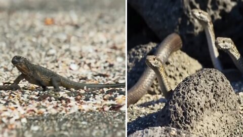 Laguna and Snacks Fight | Planet Earth | The wild creatures