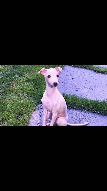 Dog cute! /🐕 look television so funny/