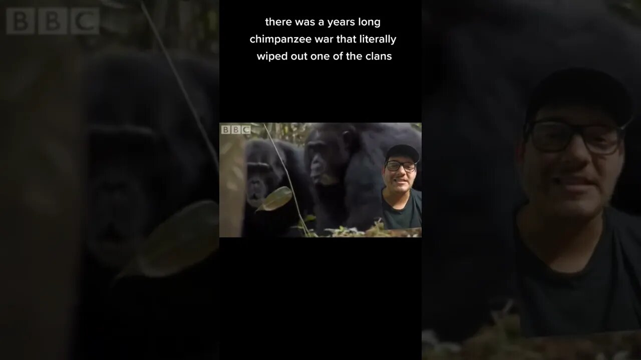 Are there Ape serial killers?