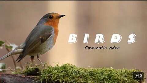 BIRDS🐦🐦|| CINEMATIC VIDEO