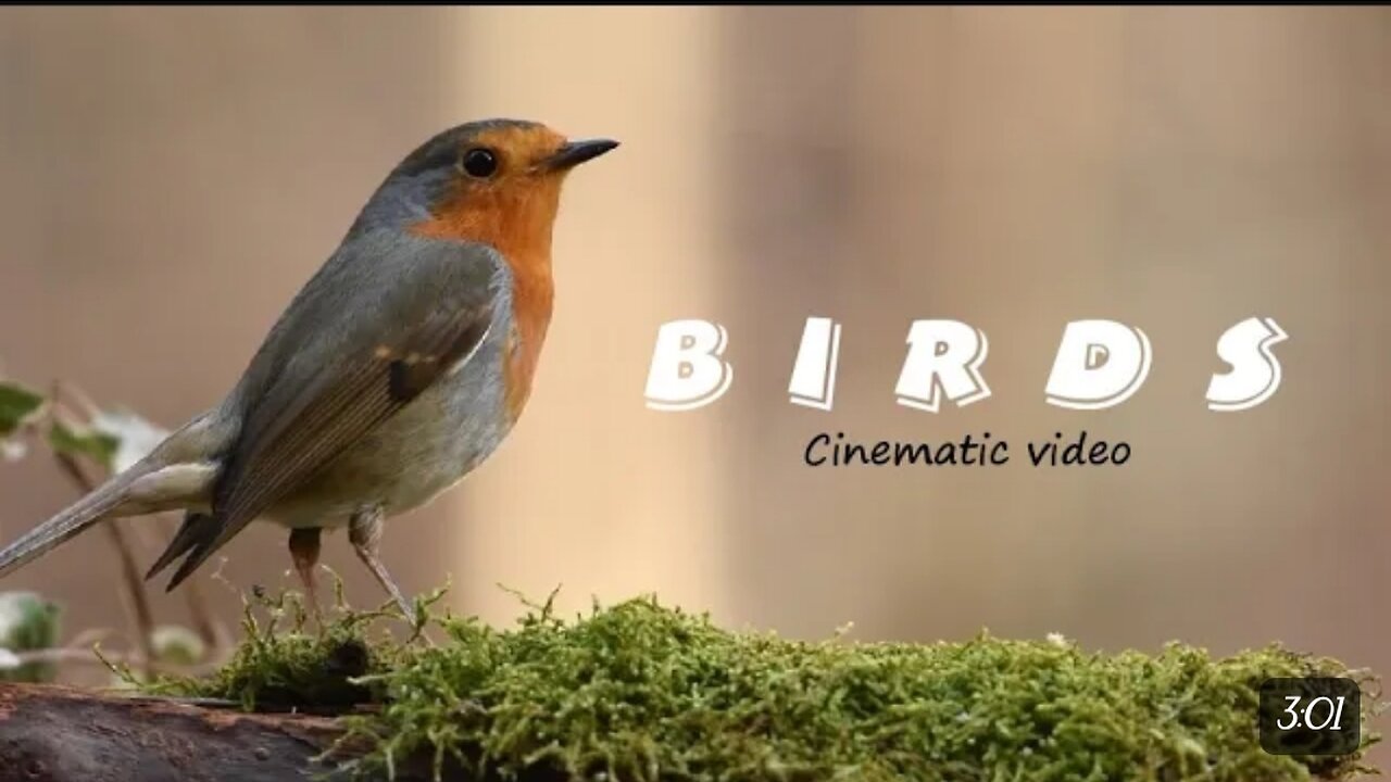 BIRDS🐦🐦|| CINEMATIC VIDEO