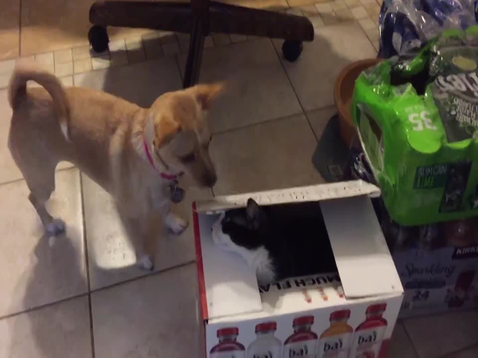 Dog And Cat Play Intense Game Of Peek-A-Boo