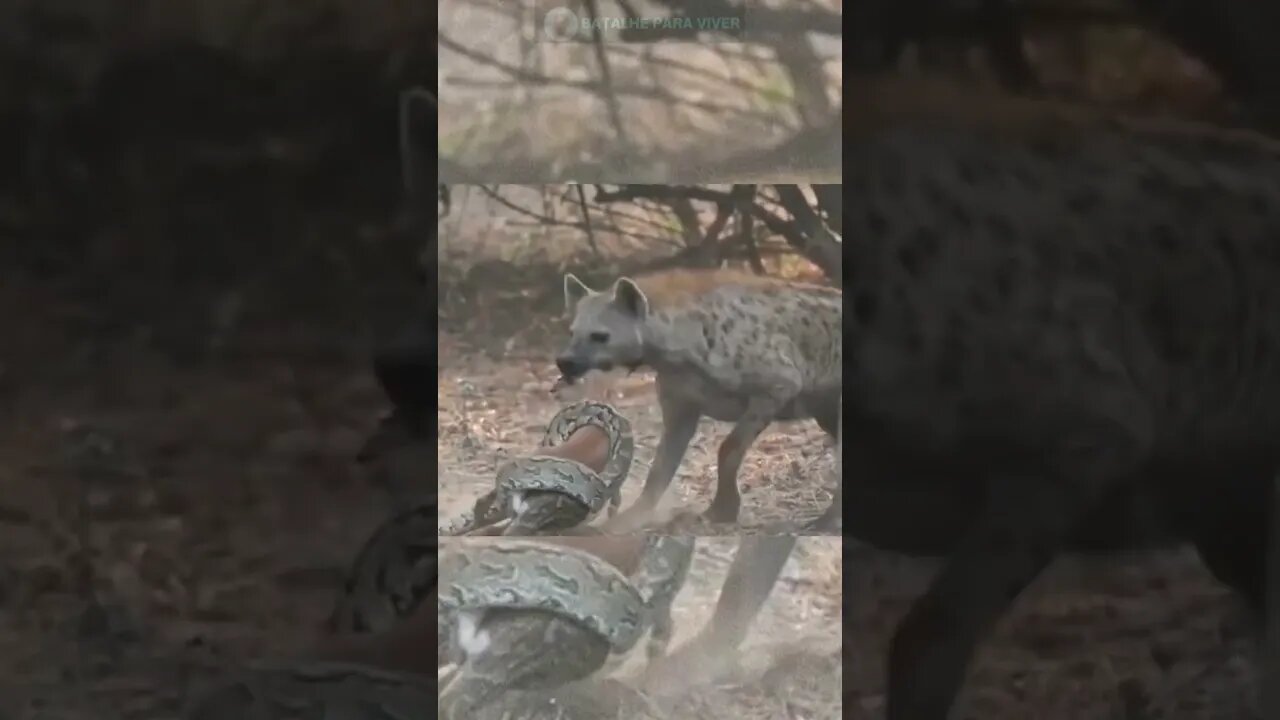 Cobra e Hiena disputando presa