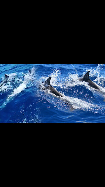 Amazing Wild Dolphins doing Spinner Jumpings