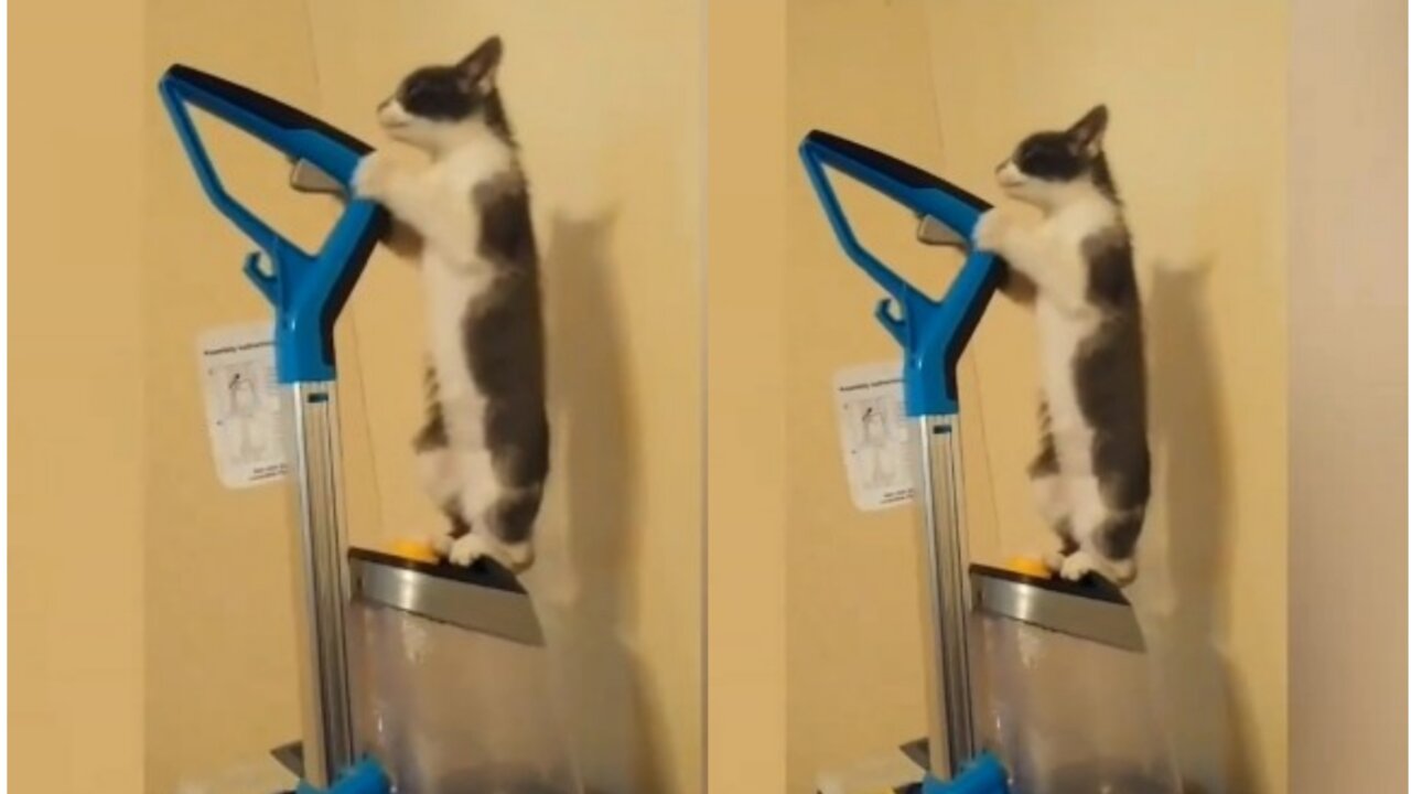 Cat 🐱 funny video trying to so funny atamps