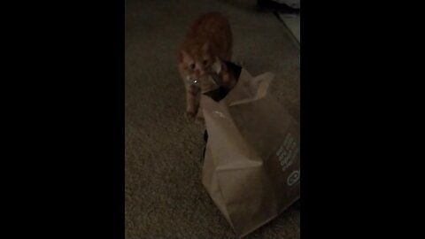 The cats in the bag