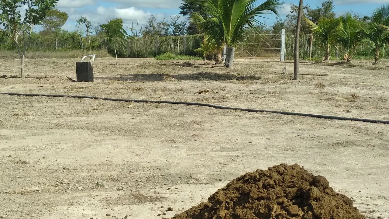 Adubando as plantas com esterco de gado