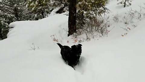 Searching for Sasquatch Tracks in the Snow