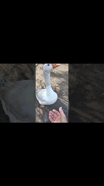Ezra the Gander came to talk to me when i was filming the ducks