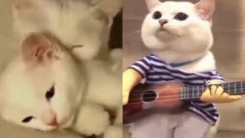 Funny cilp video cat and nice 🐈🐈
