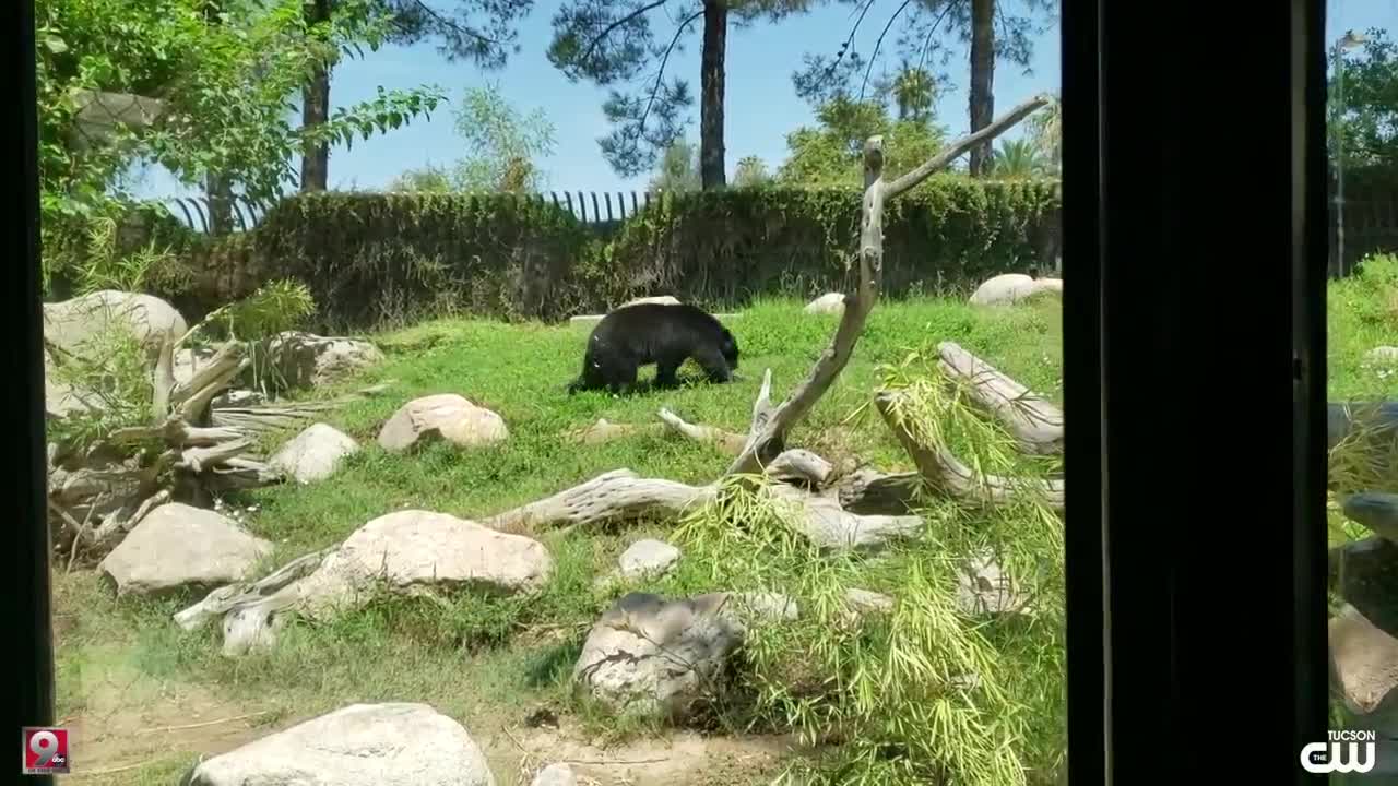 Behind-The-Scenes at Reid Park Zoo