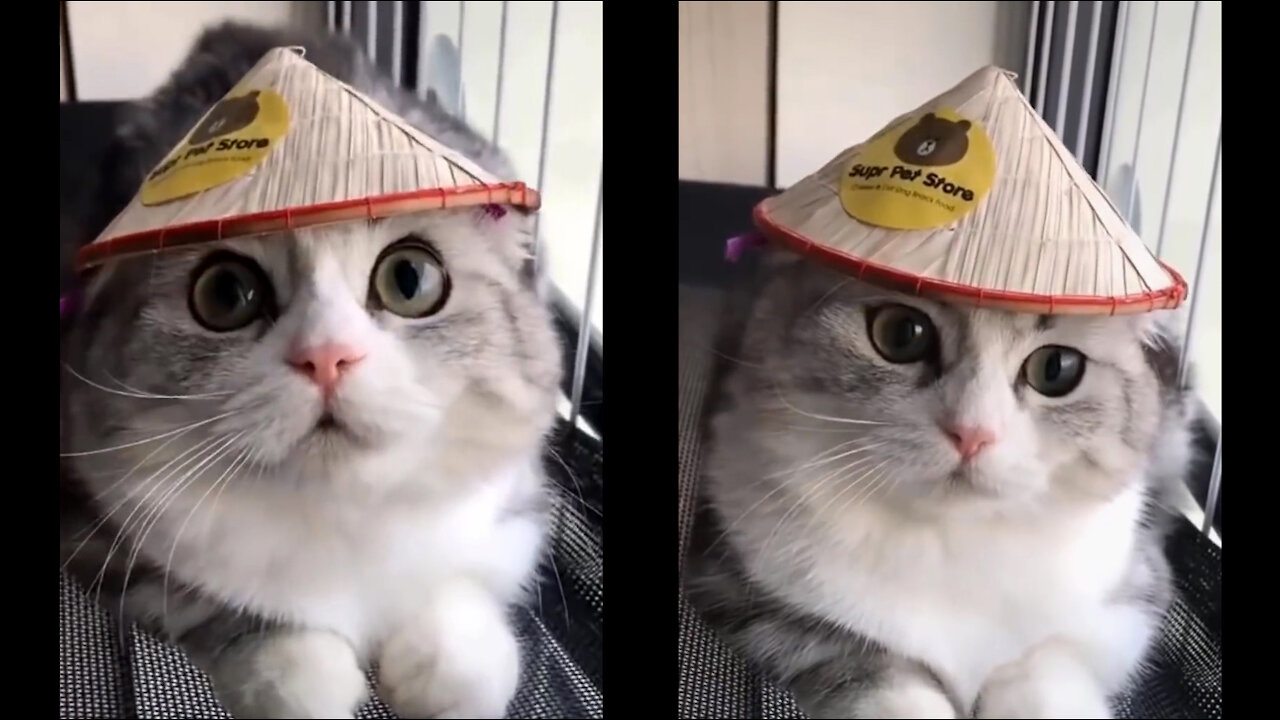 Top Funny Cat 10 Cute kitten with Cap