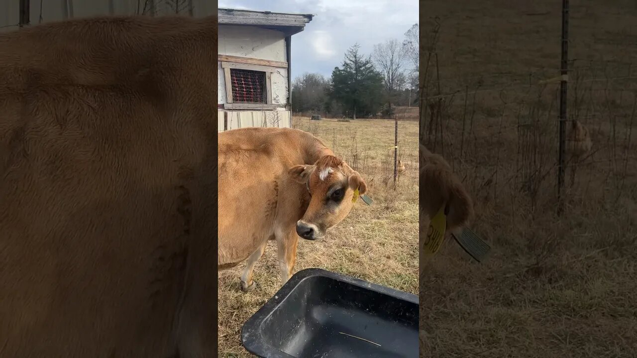 We are officially on calf watch! #arkansashomestead #homesteading #arkansasfarmstead #jerseycows