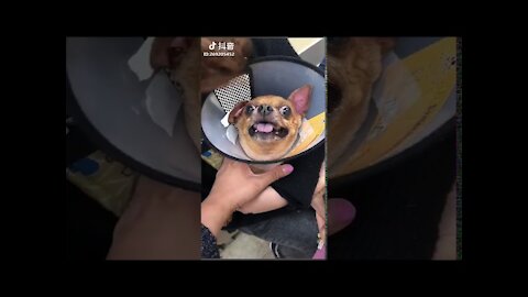 Clever Funny Dog Injection videos
