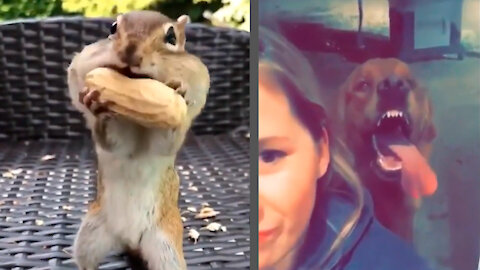 My God, what are these pets doing)