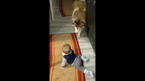 The dog and the baby are best friends