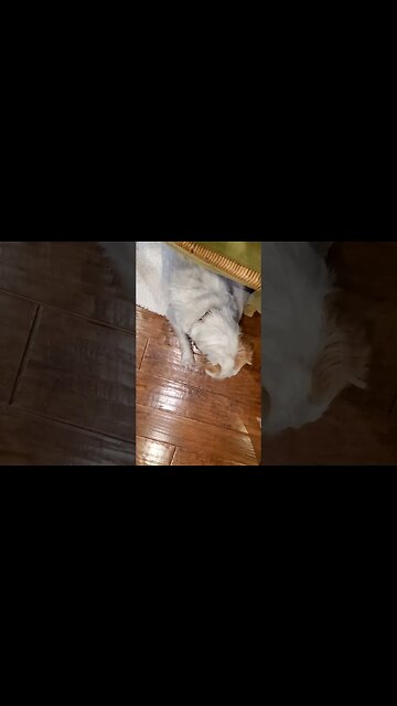 Ares loves raw fish!