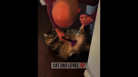 Dad cuts hair of Kitty 😸 | #Shorts #animal #Cat