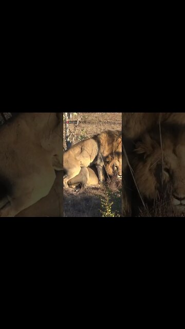 Lion Brothers Social Bonding #shorts