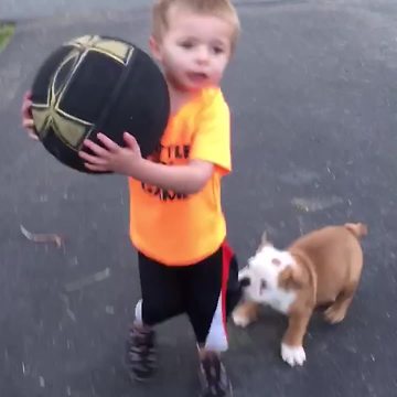 Bulldog Puppy Dog Pulls On A Tot Boy's Shorts