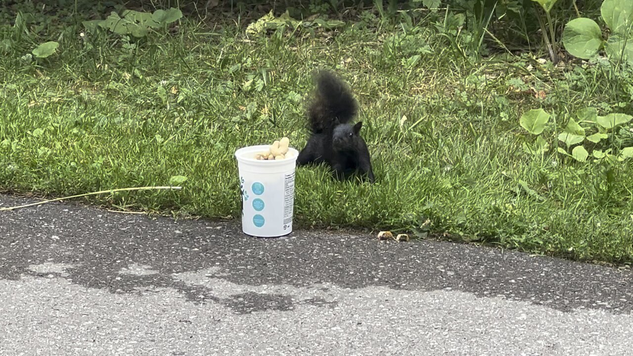 This Squirrel is a peanut blocker