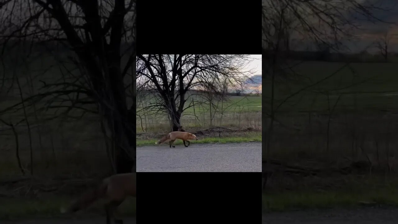 Unlikely Guest: A Fox Takes a Stroll Down the Street 🦊