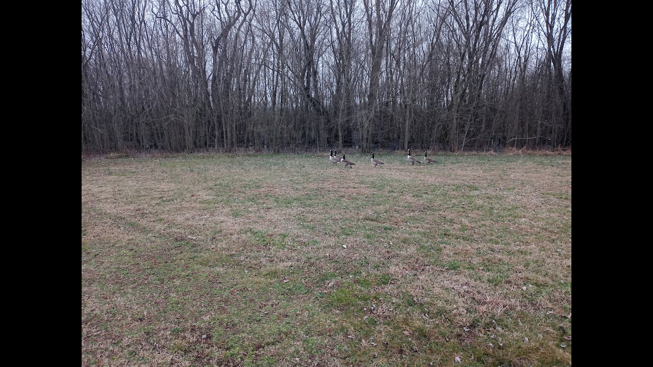 Turkeys Terrorize Massachusetts community.