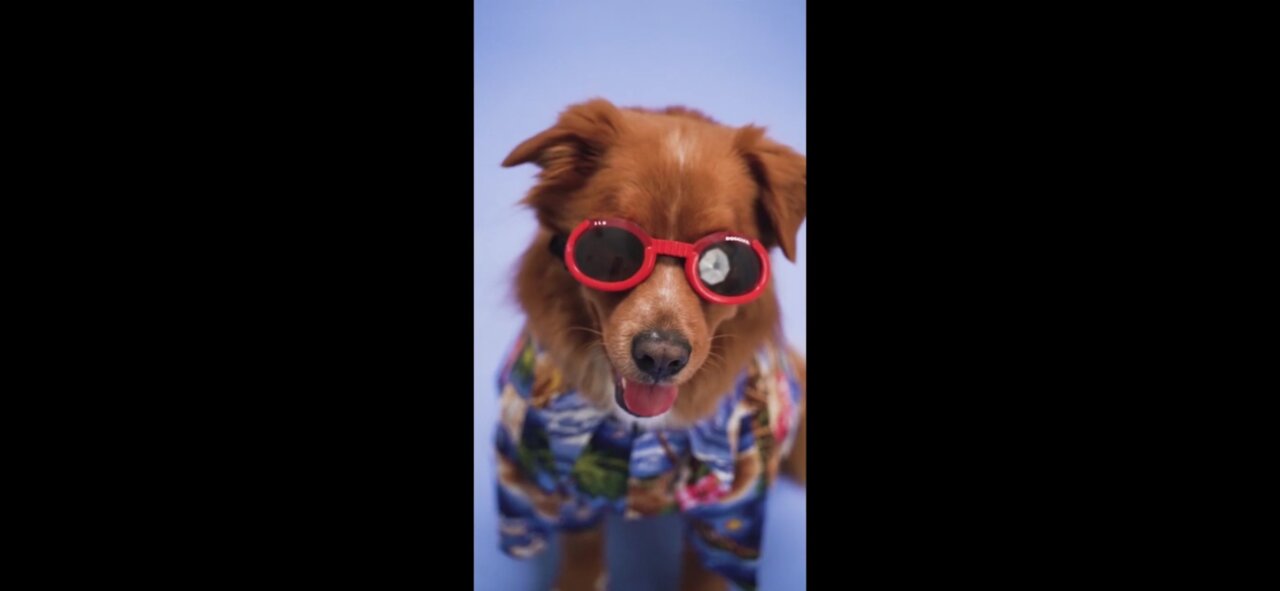 Cute puppies cute animals