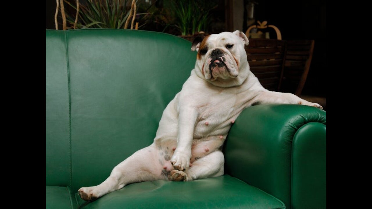 Funny DOG Videos 😂🐶......DOG DOG