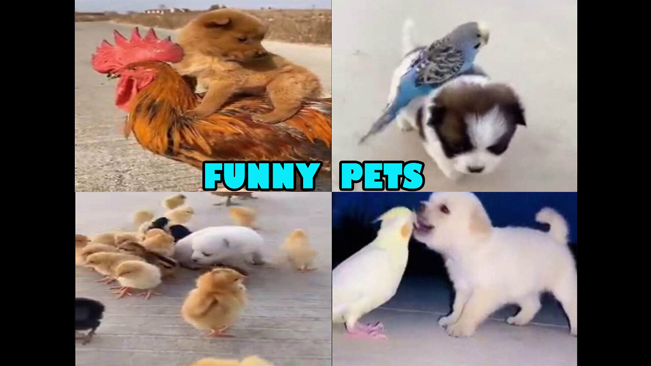 Pets are so funny that you can die of laughter - Funny animal compilation