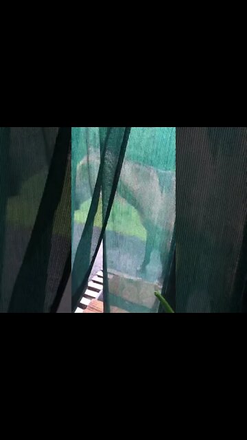 Arthur the rescue horse is so darn cute when he visits!