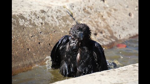 this bird loves taking a bath in a bowl