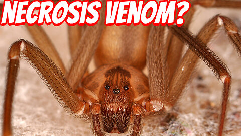 The Surprising Danger of The Brown Recluse Spider!