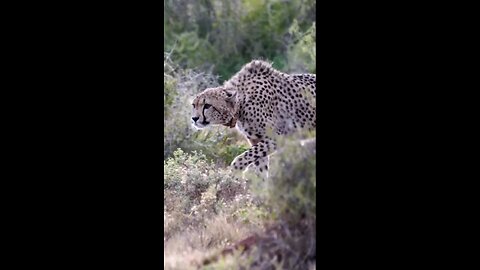 Cheetah___The_Fastest_Animal_On_Earth(1080p)