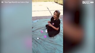 Friendly lioness drops in for tea