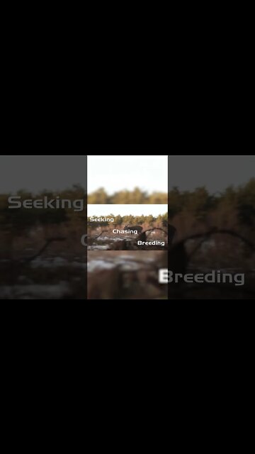 3 things about the rut Part 2 #deer #deerhunting #shorts