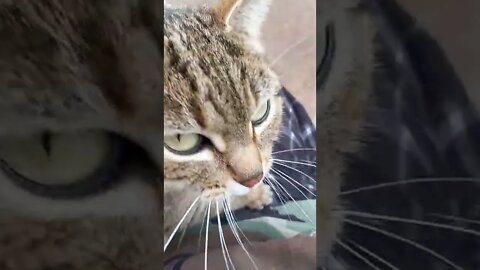 "3:33 catvapevid"