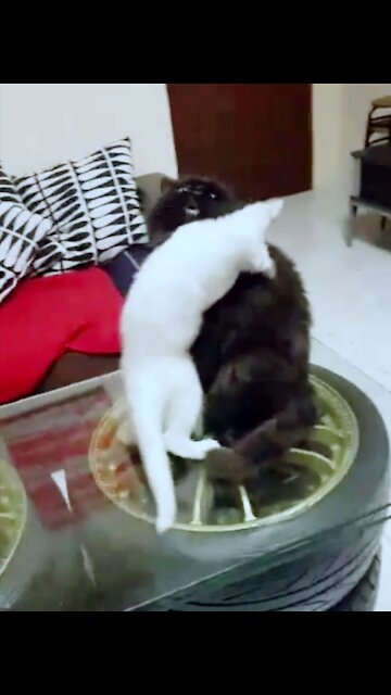Naughty White Cat Hugging To Black