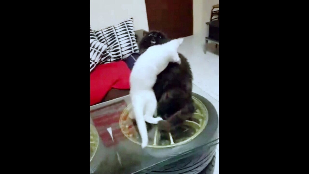 Naughty White Cat Hugging To Black