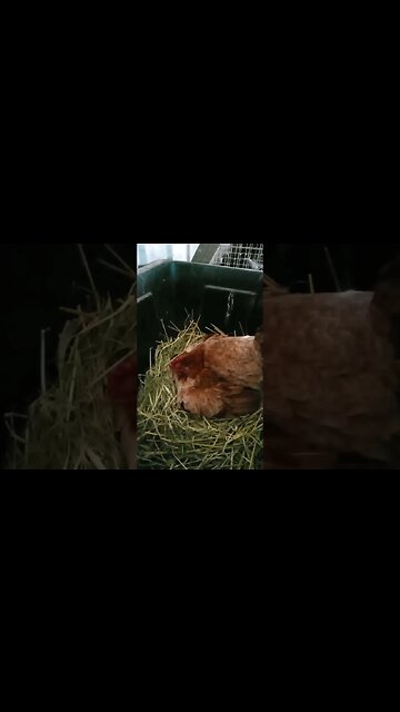 Good morning Forest. Day 6 sitting on eggs