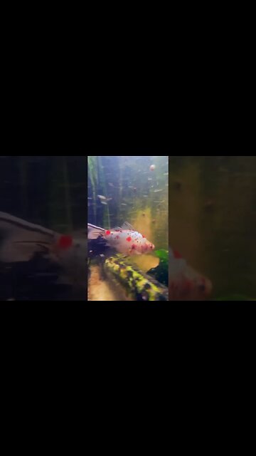 🐠 This is Bubbles 🫧