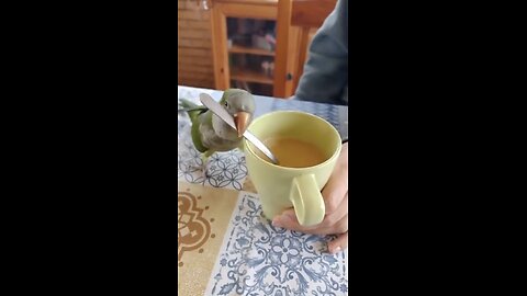Bird: You think I'm a blender!!